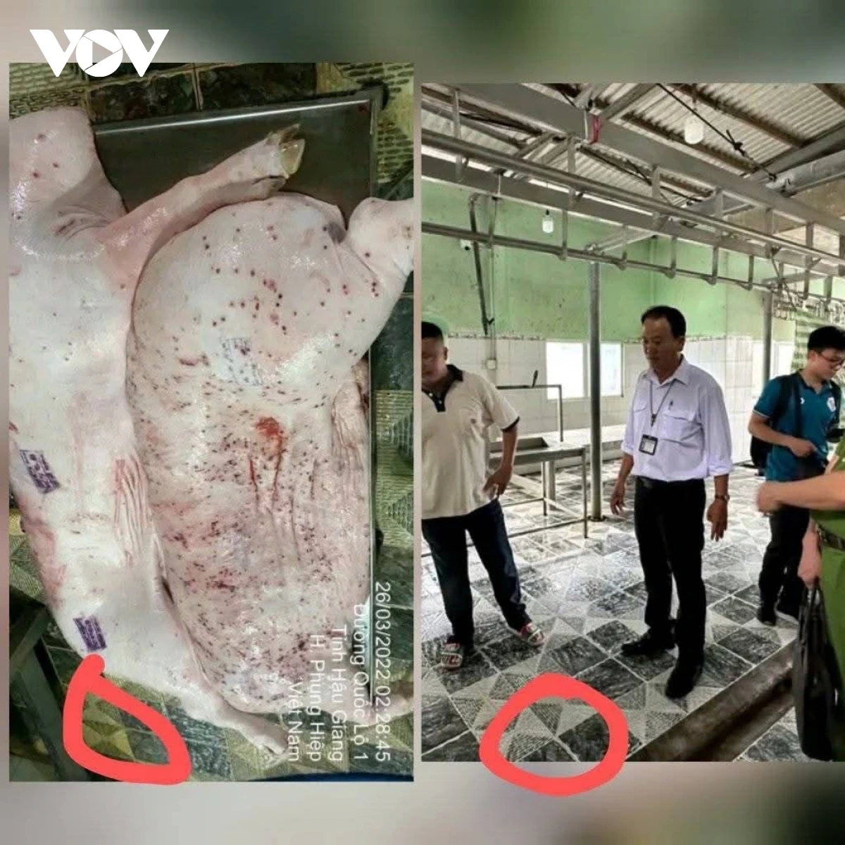 cp-vietnam-heo-benh-1768122120.webp